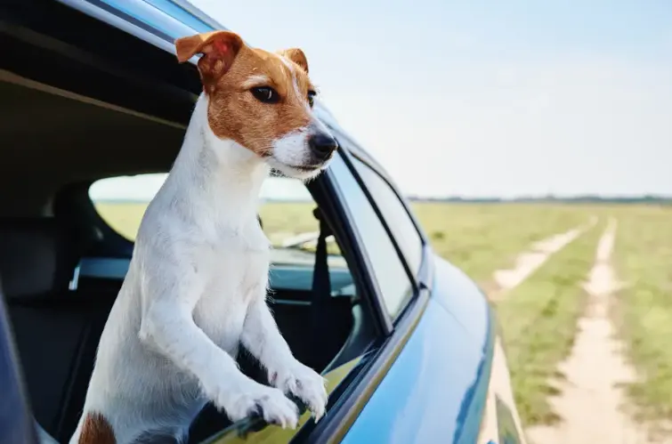 Veja como transportar pets no carro sem multa e com segurança, segundo o Detran-RO