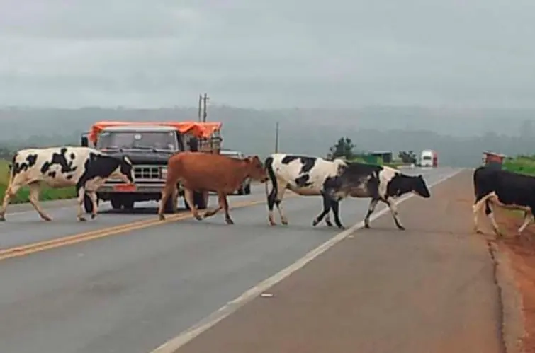 Encontrou animais na pista? Veja como agir para evitar acidentes